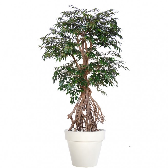 Planta semi-artificiala Ila, Myrsifolia Root Green - 220 cm